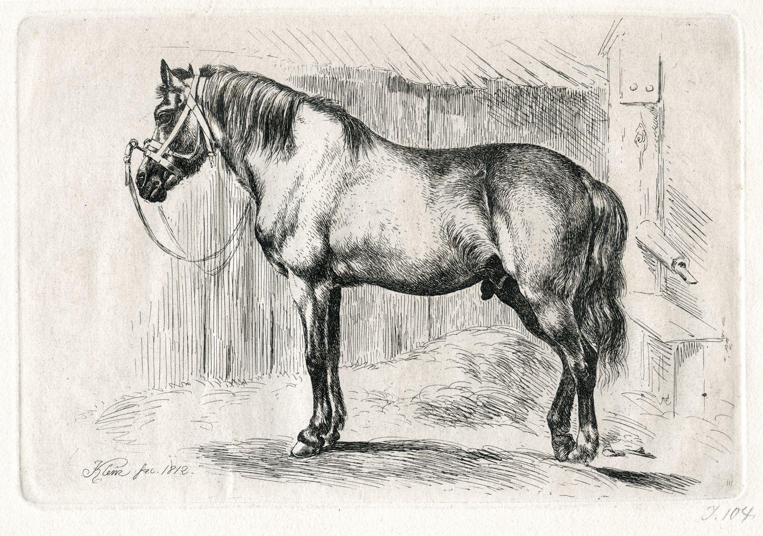 The horse with the cavesson General view