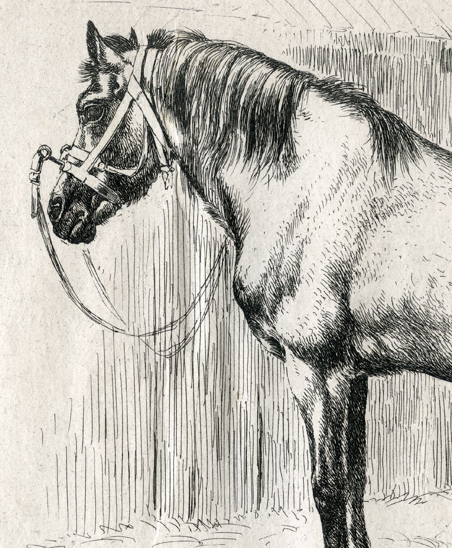 The horse with the cavesson Detail