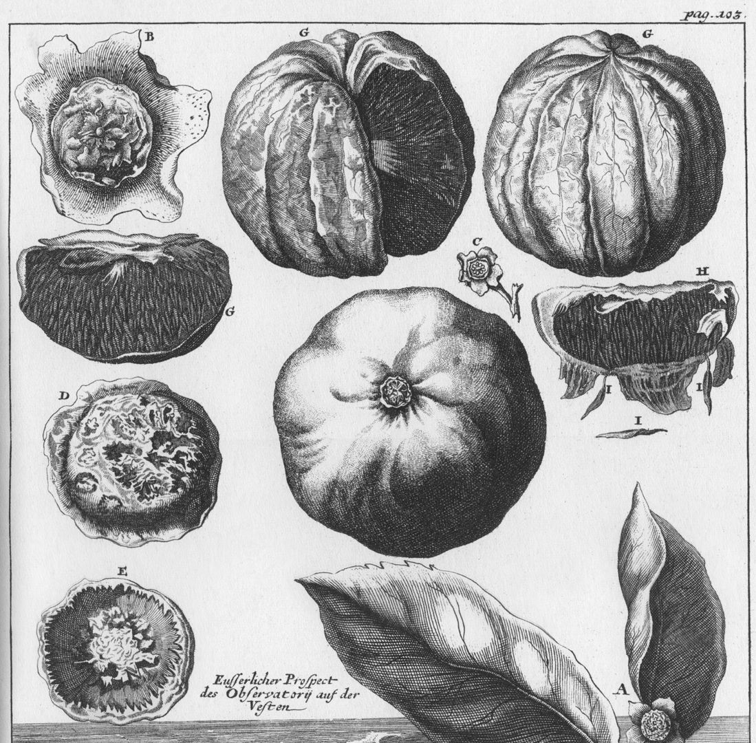 View of the observatory of the fortress Upper half of the copperplate