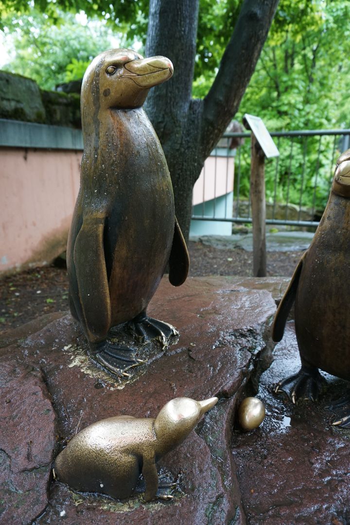 Humboldt penguin family 