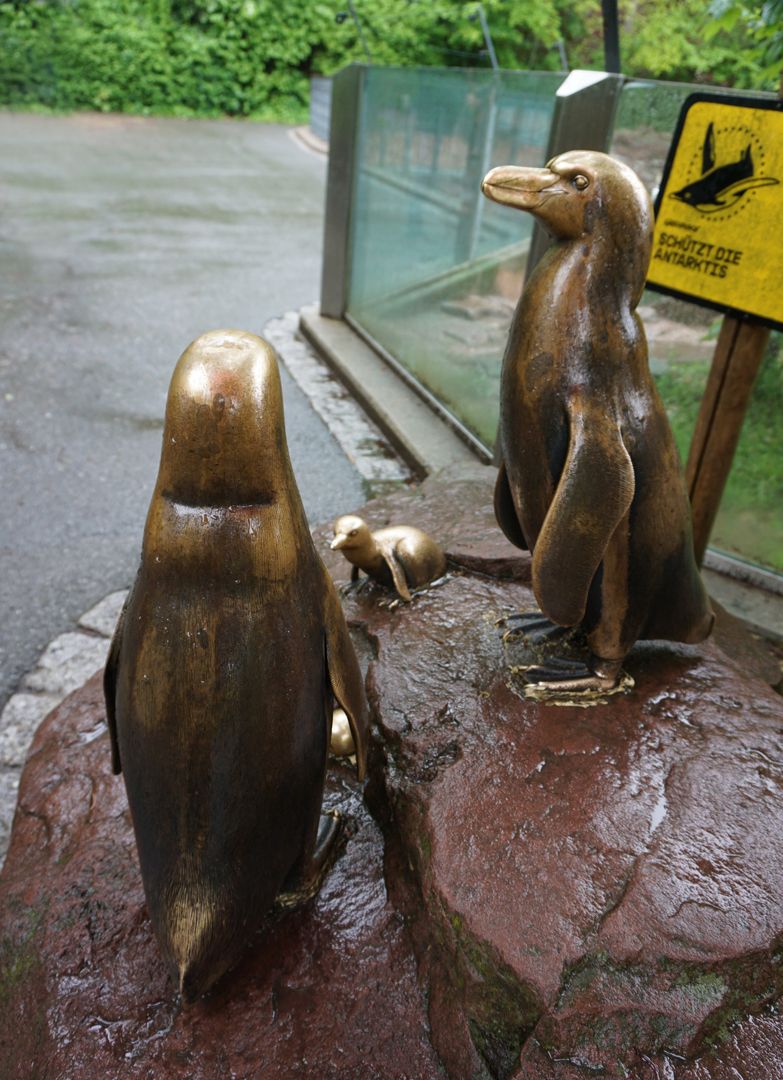 Humboldt penguin family 