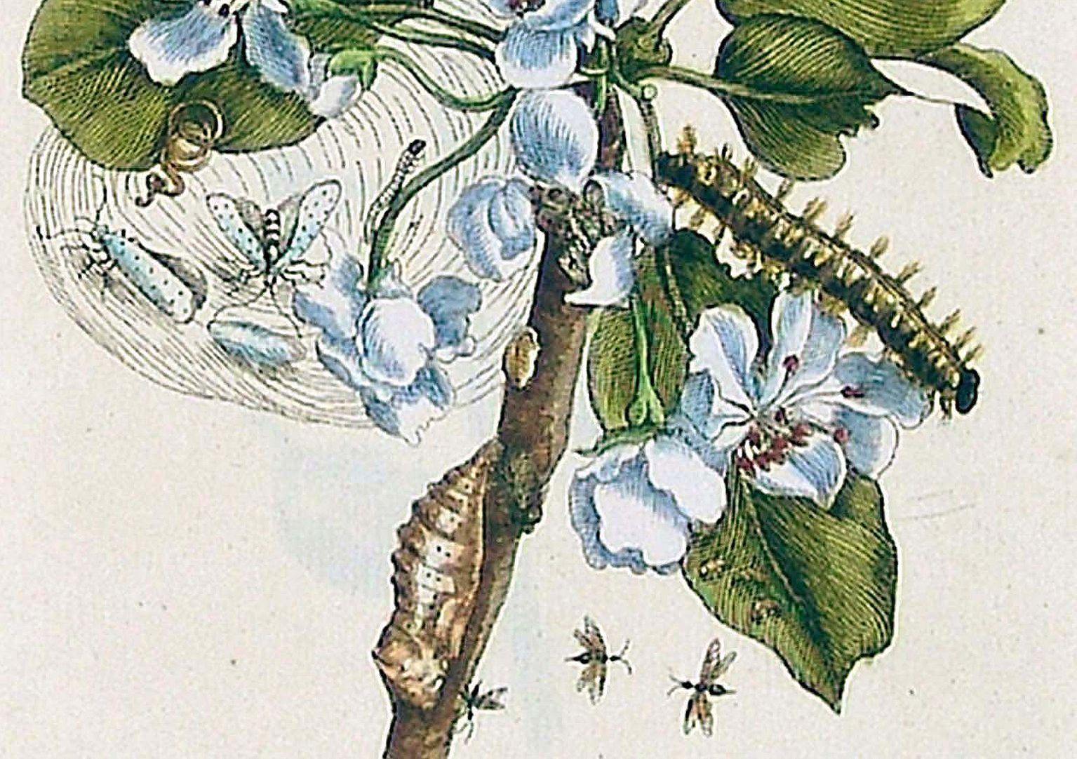 Pear blossom Lower half of the sheet