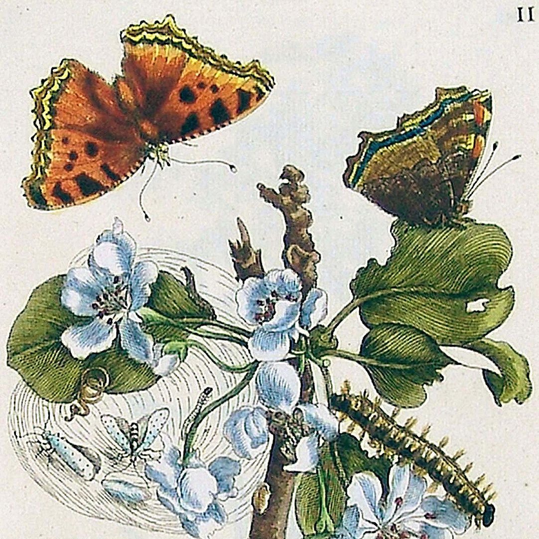 Pear blossom Upper half of the sheet