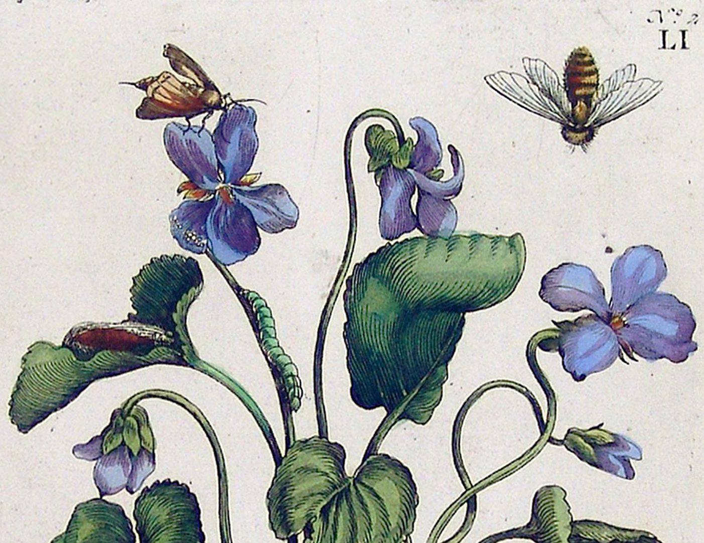Blue pansy Upper half of the sheet