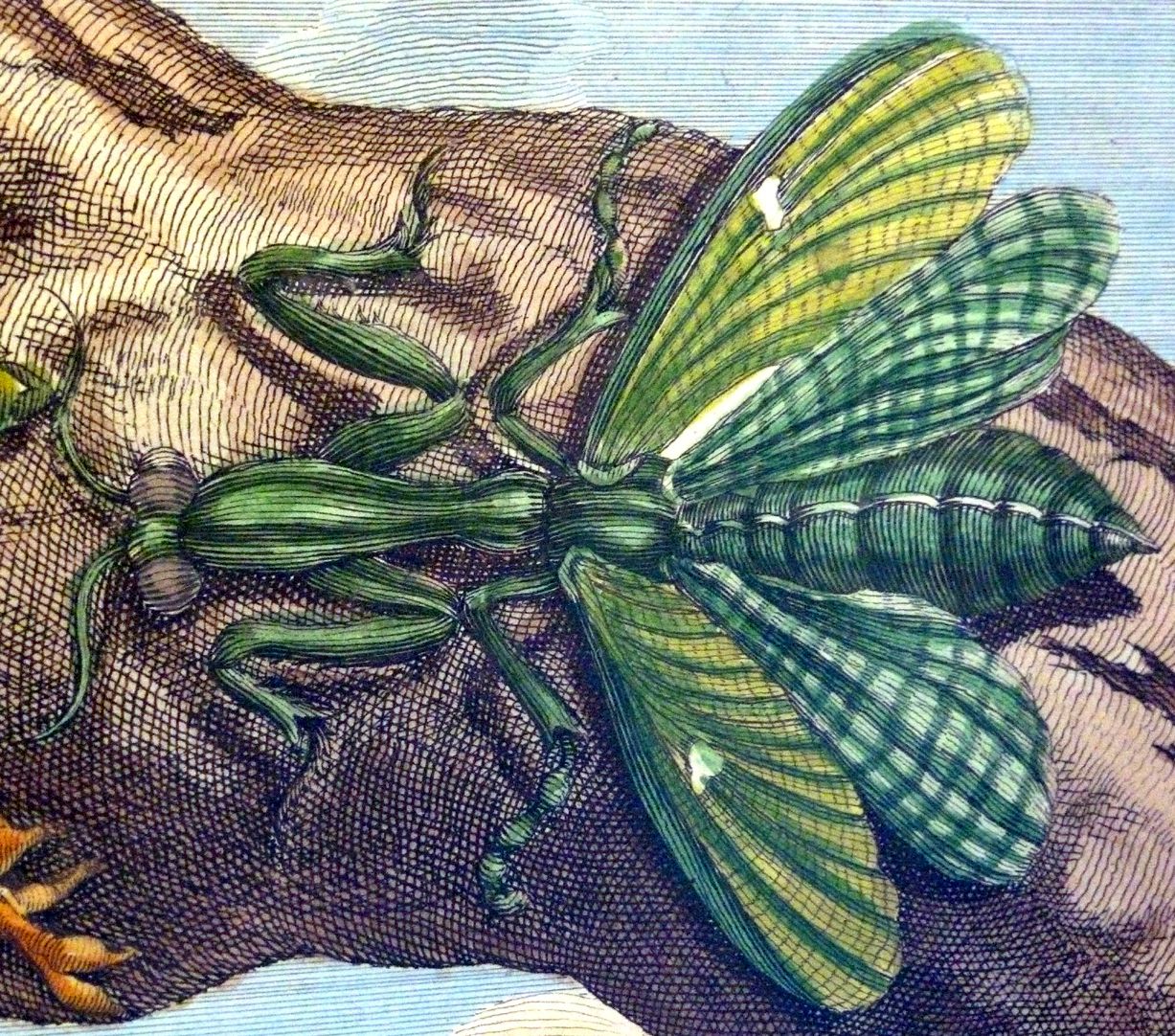 Possum Upper half of the picture, detail