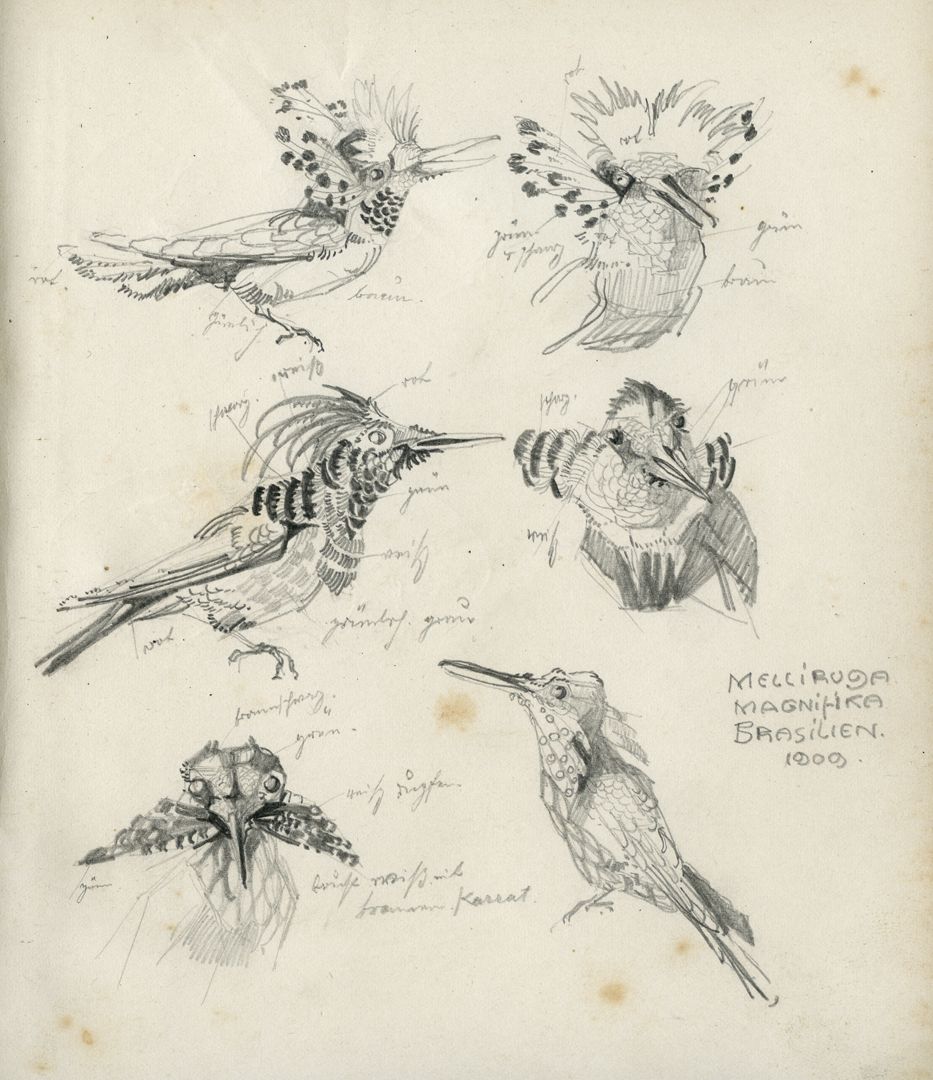 Sketch books Pencil sketch of a fairy (hummingbird species) with colour details, 1909