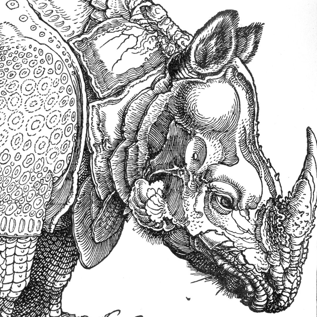 Rhinoceros Head of the beast