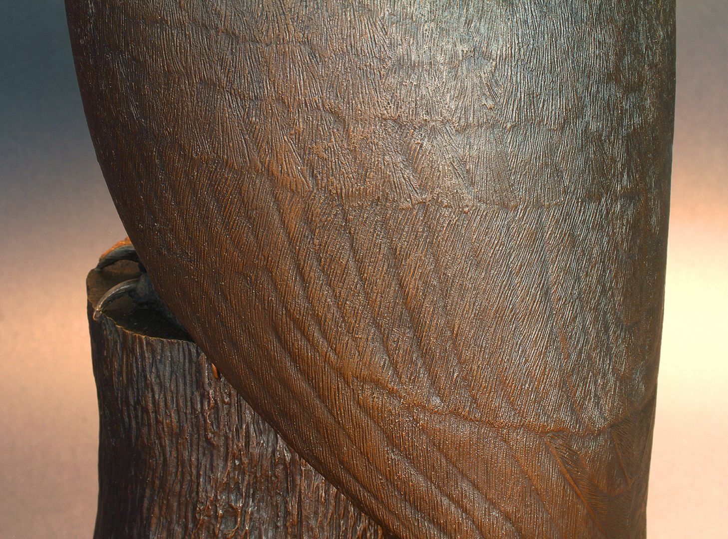 Tawny owl Plumage, detail